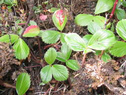 Image of beach strawberry