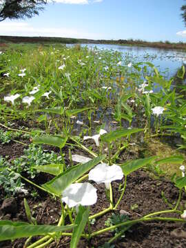 Image of kangkung