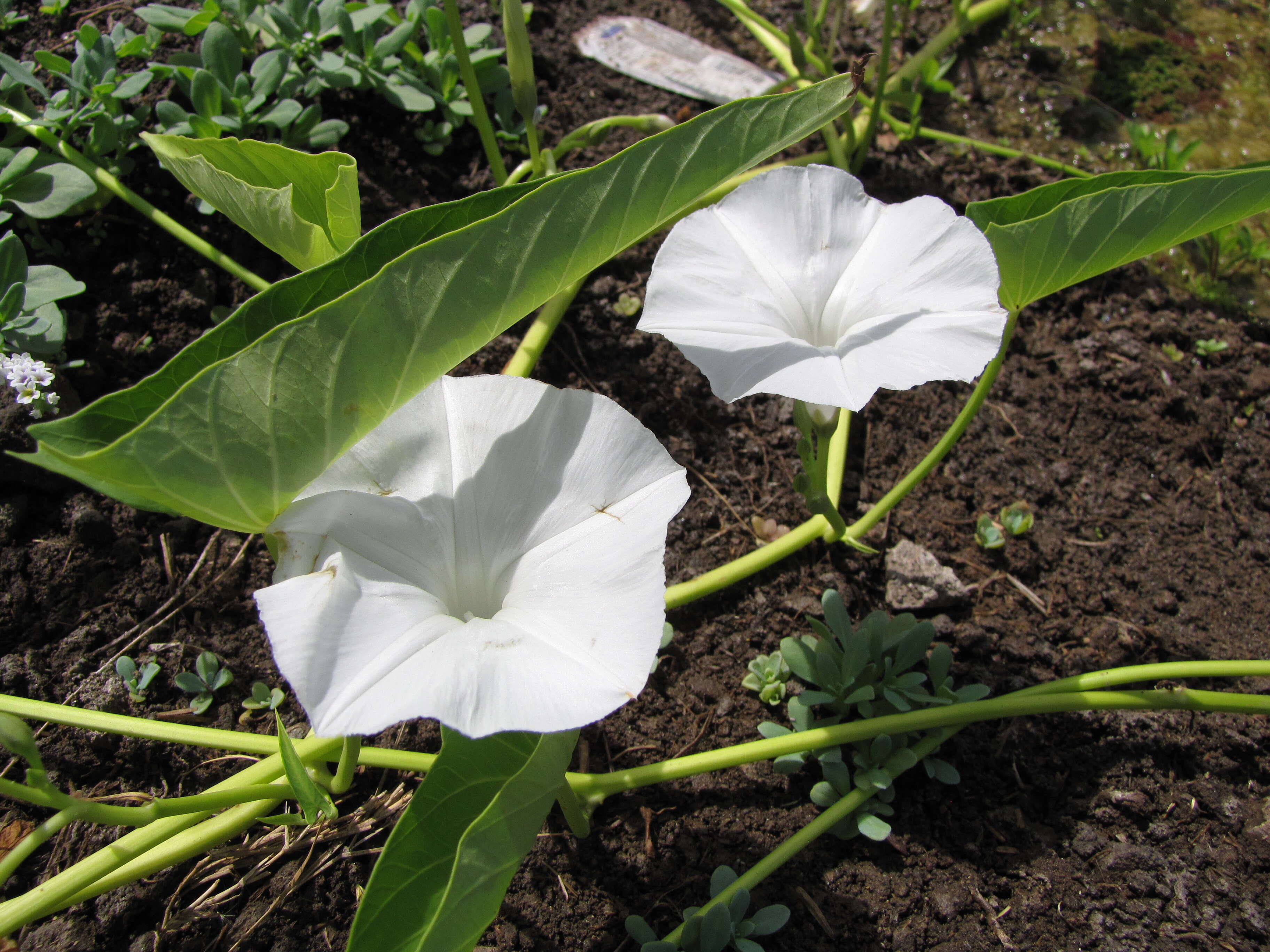 Image of kangkung