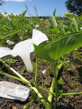 Image of kangkung