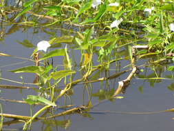 Image of kangkung