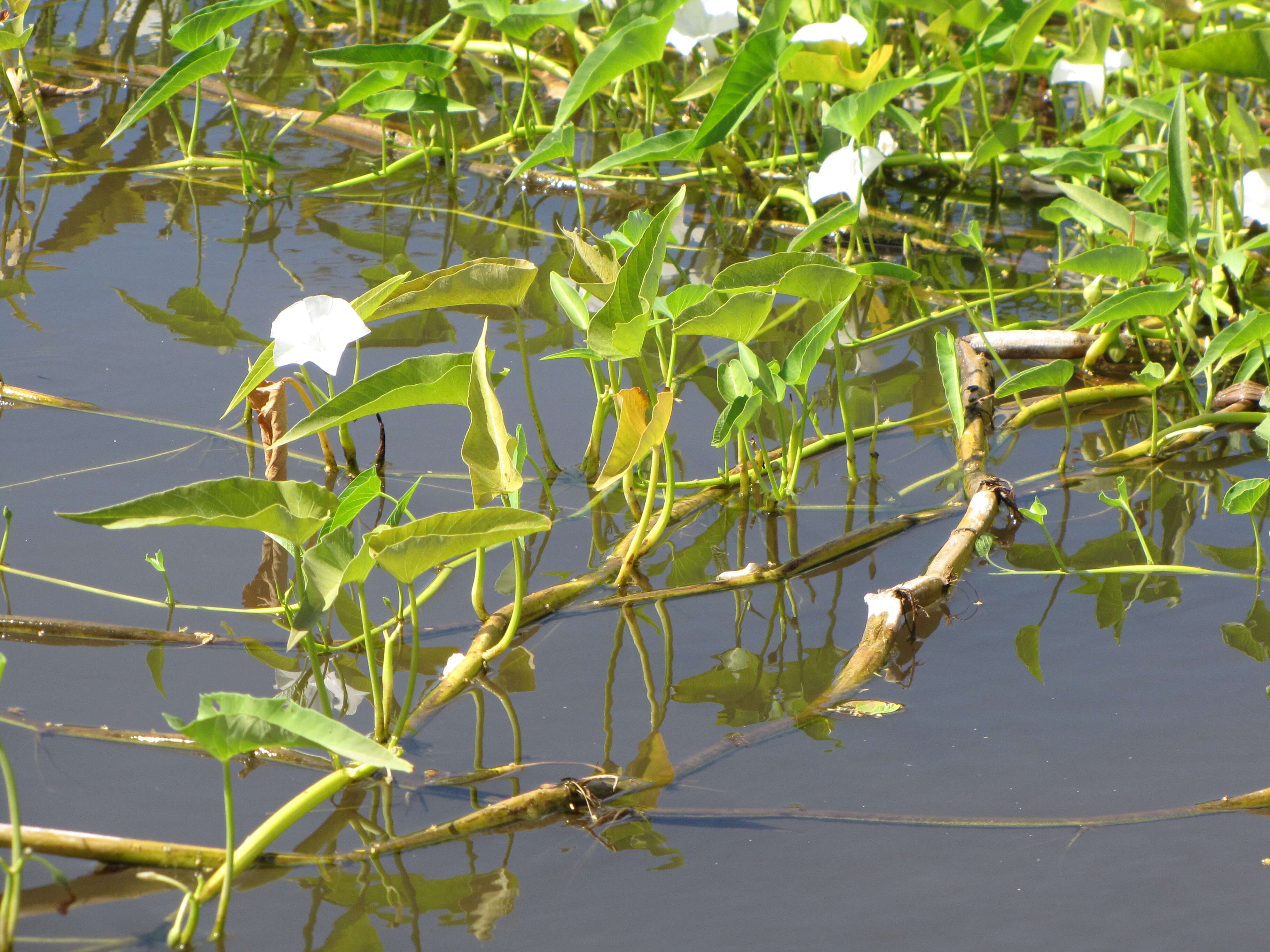 Image of kangkung