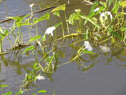 Image of kangkung