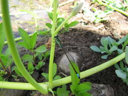 Image of kangkung