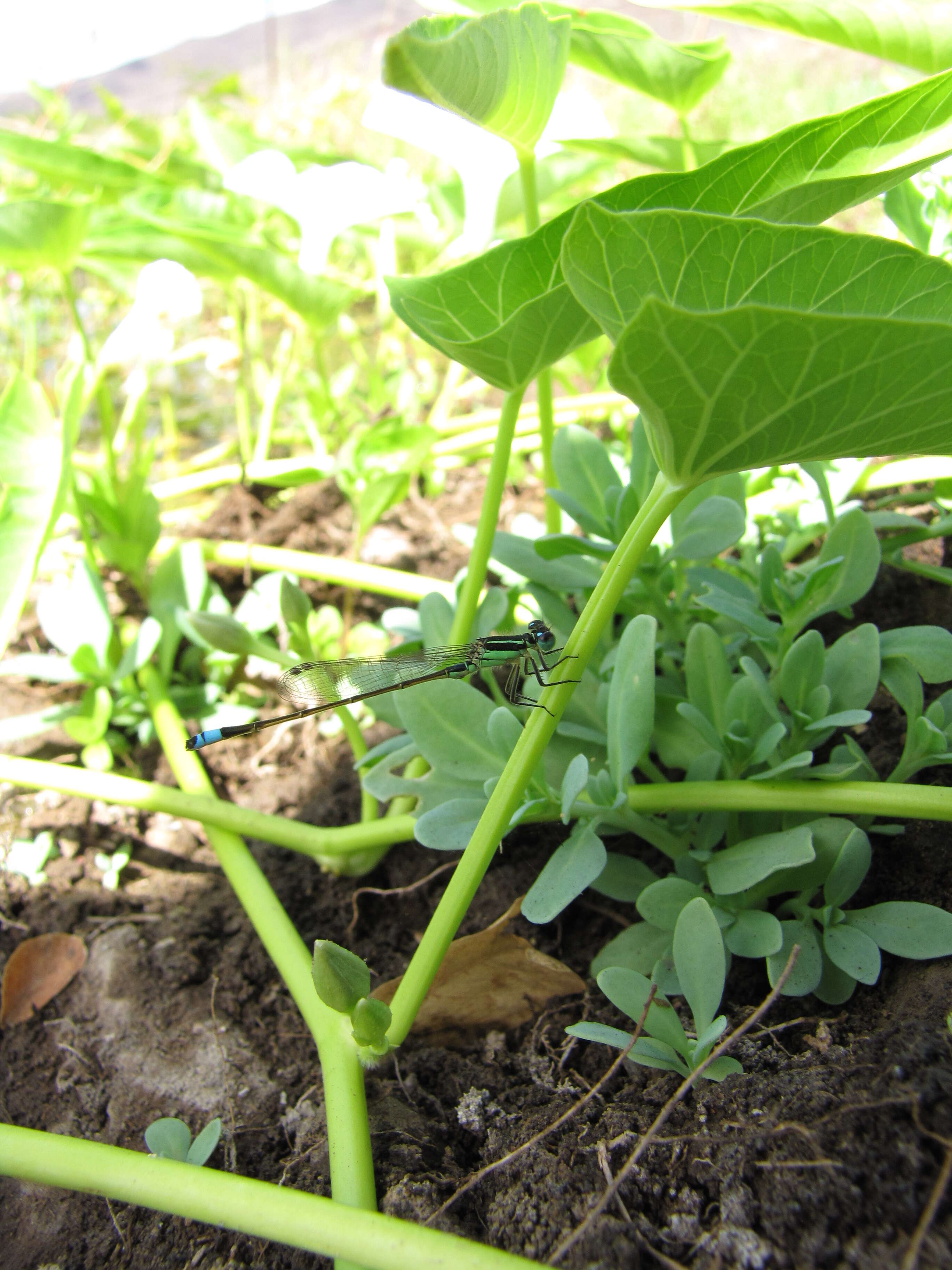 Image of kangkung