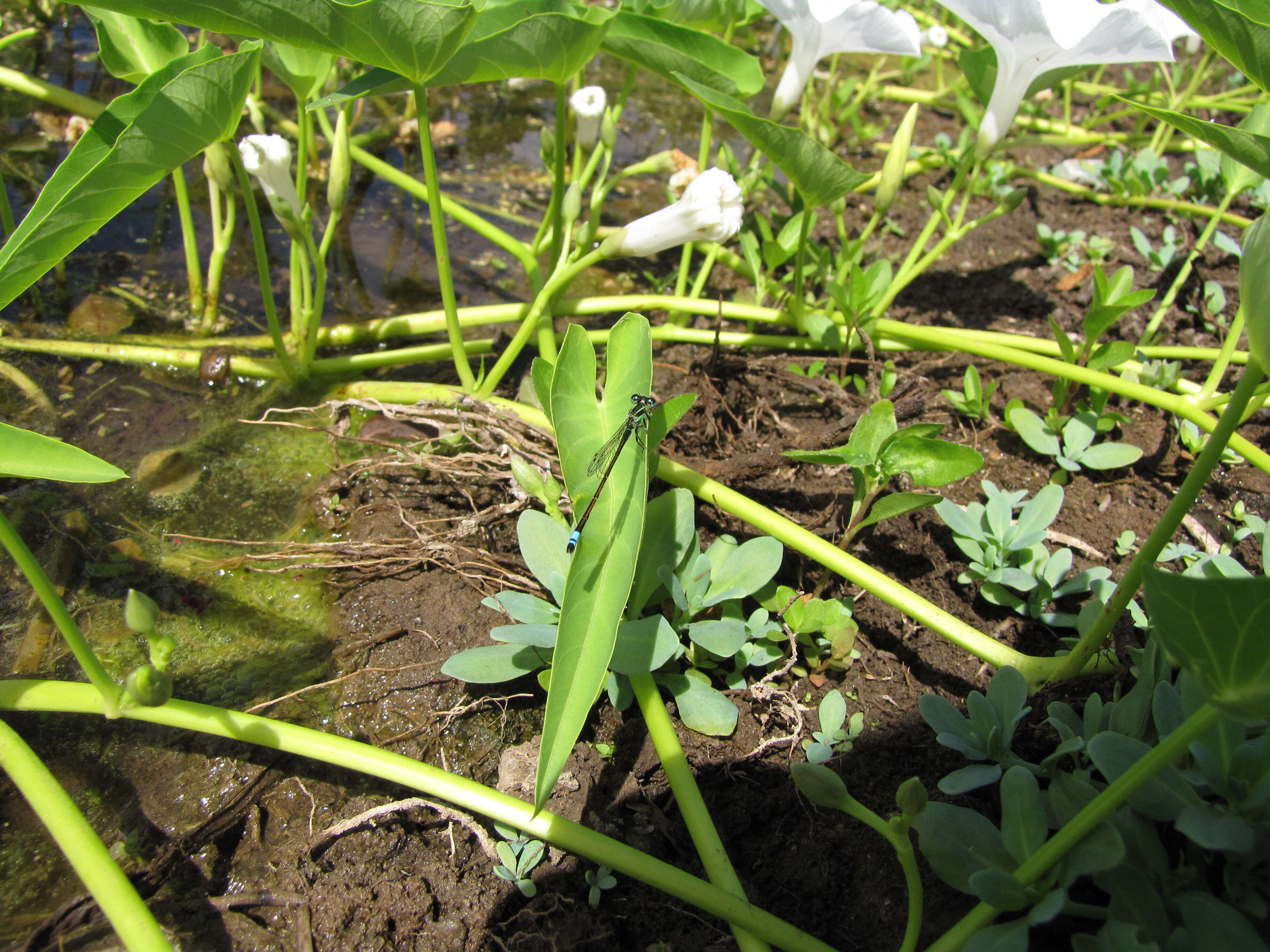 Image of kangkung