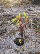 Image of sticky snakeroot