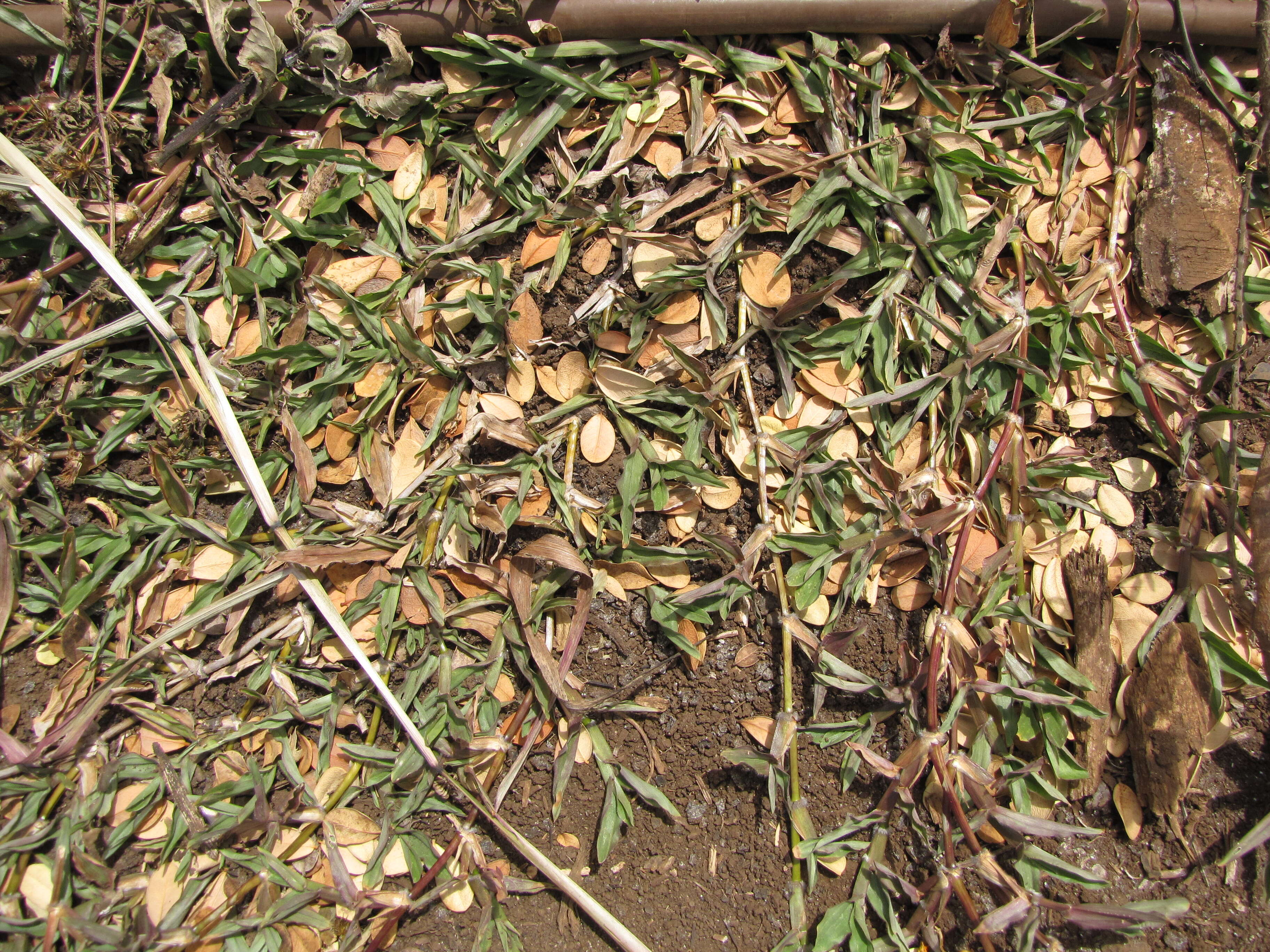 Image of broadleaf carpetgrass