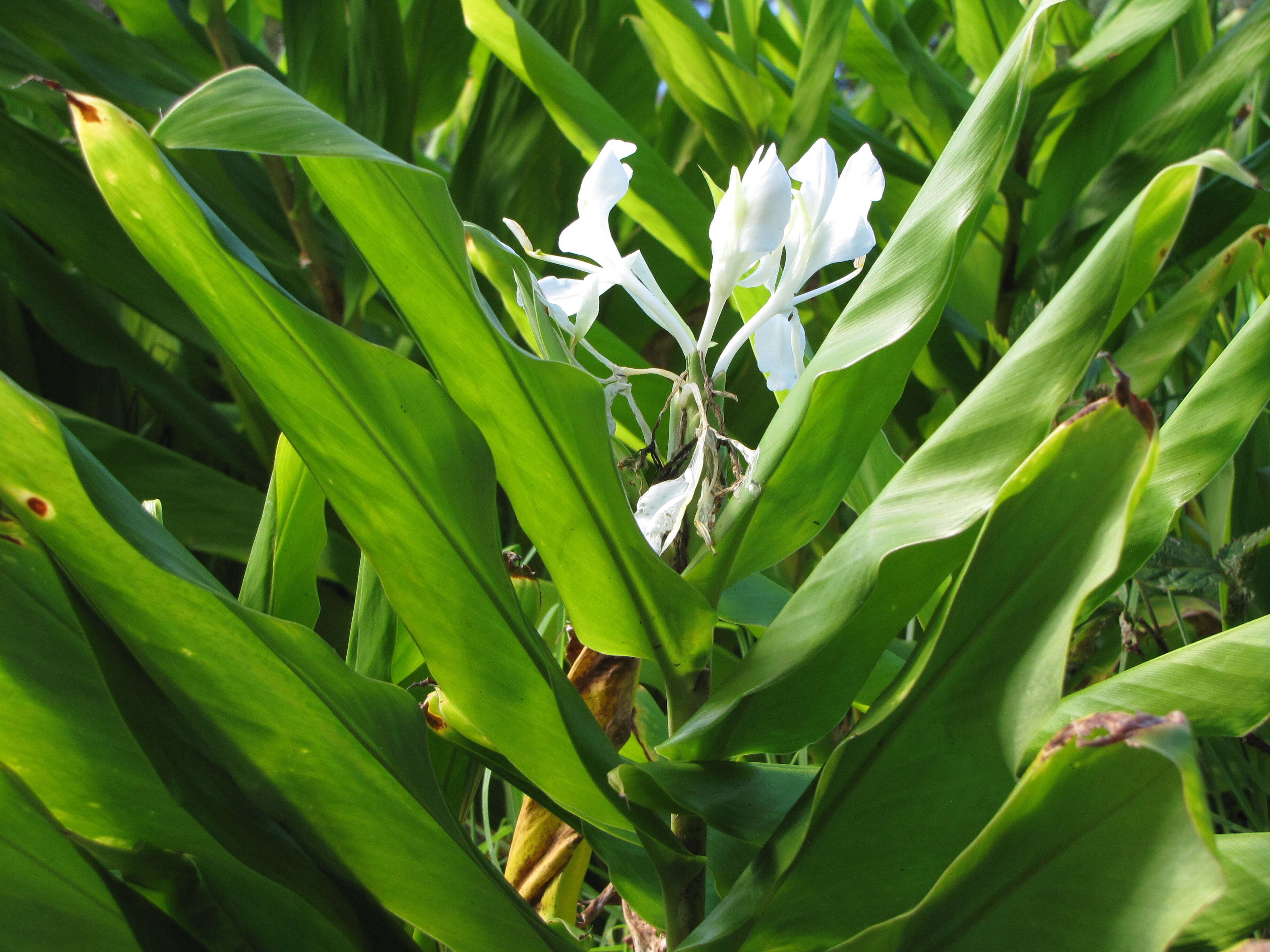 Imagem de Hedychium coronarium J. Koenig