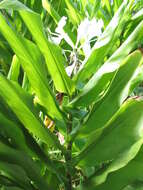 Imagem de Hedychium coronarium J. Koenig