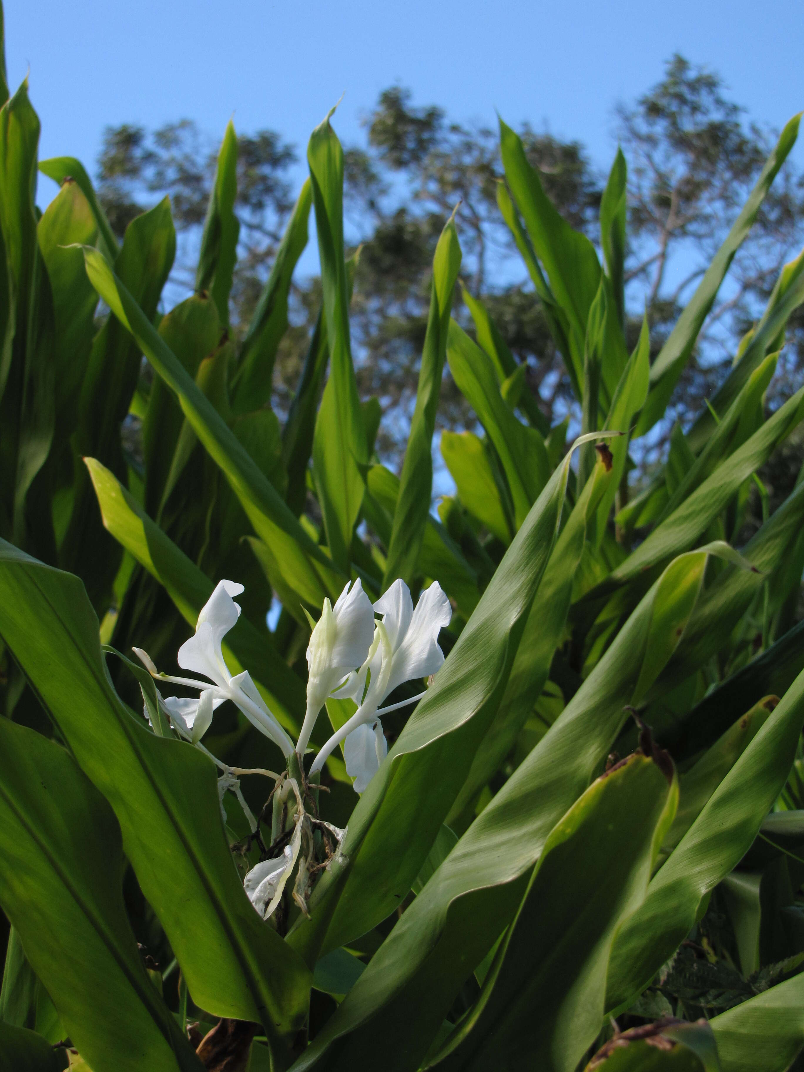 Imagem de Hedychium coronarium J. Koenig