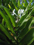 Imagem de Hedychium coronarium J. Koenig