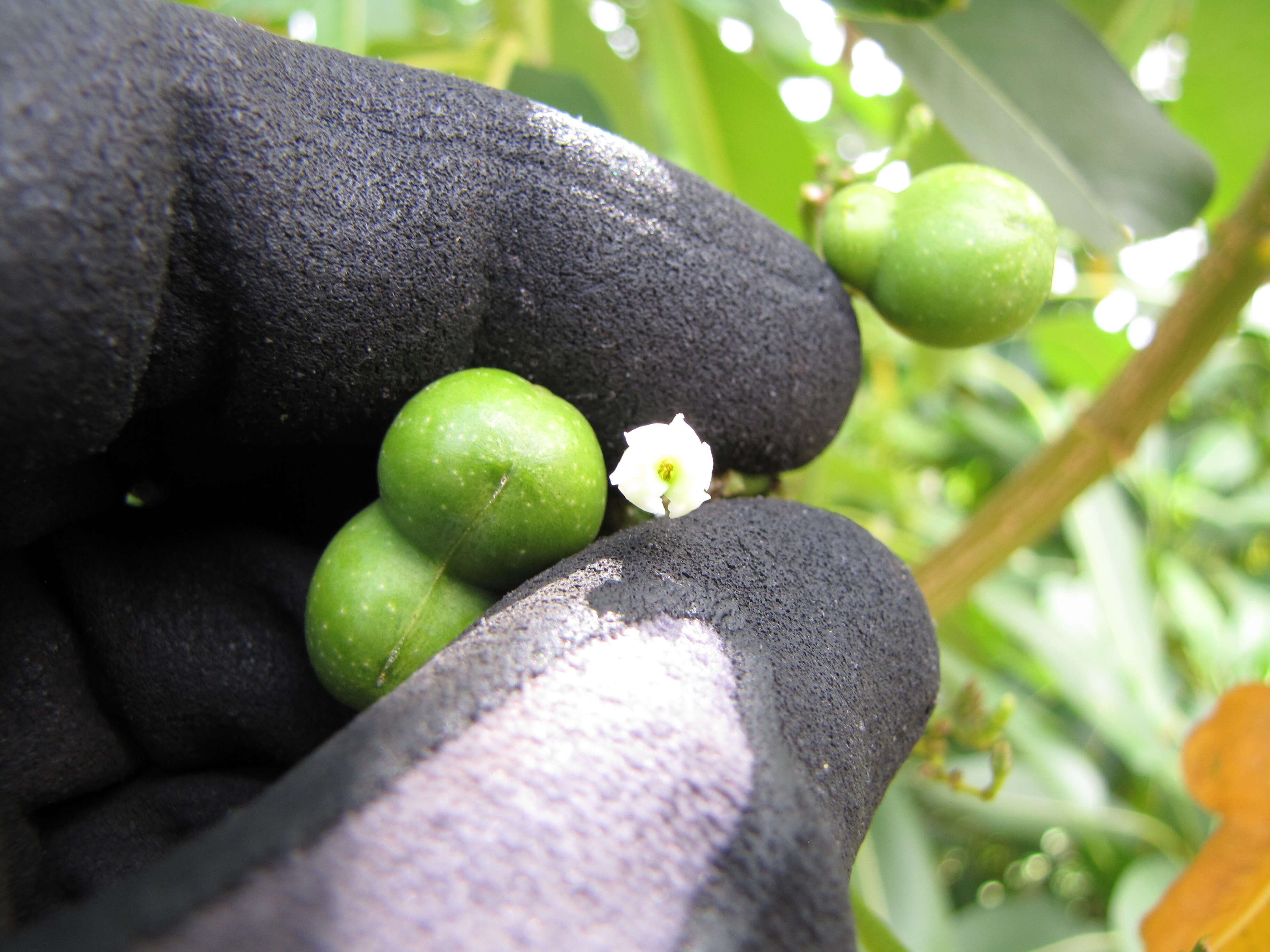 Image of devil's-pepper