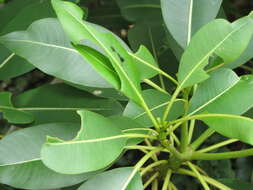 Image of oleander hawk-moth