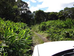 Imagem de Hedychium coronarium J. Koenig