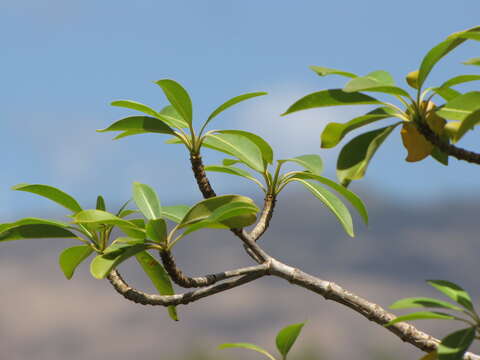 Image of devil's-pepper