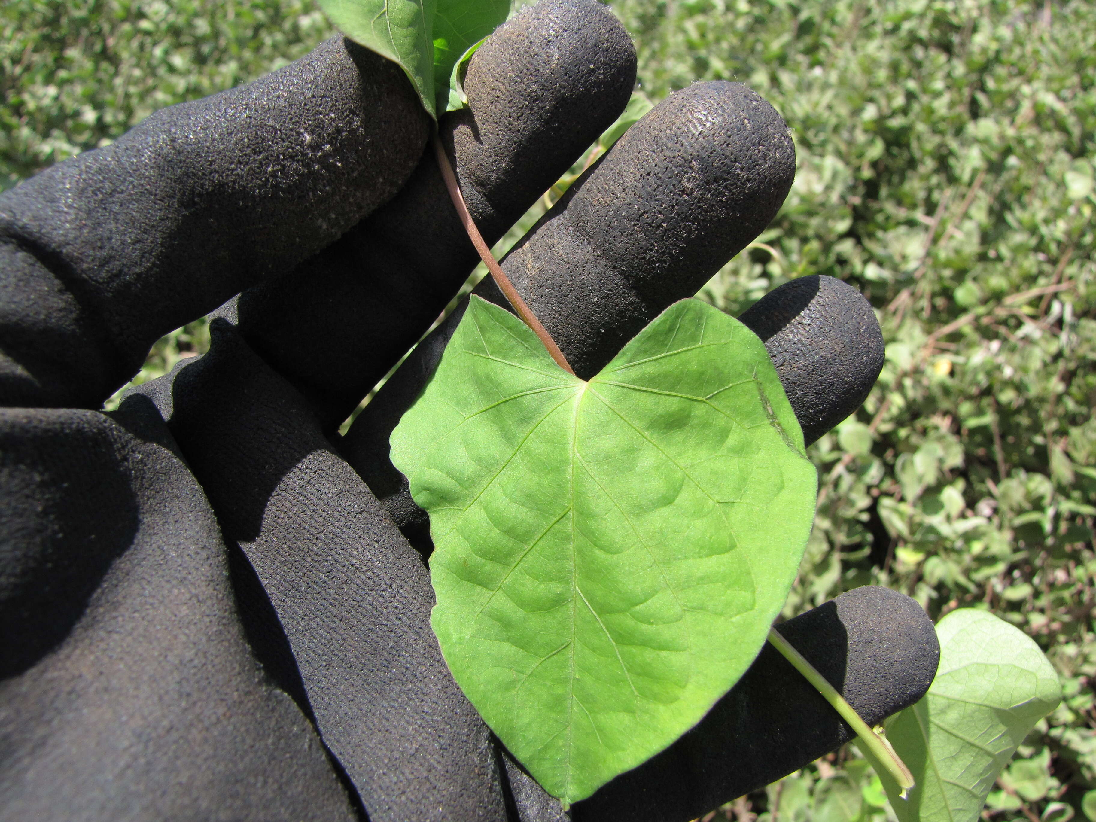 Plancia ëd Ipomoea triloba L.