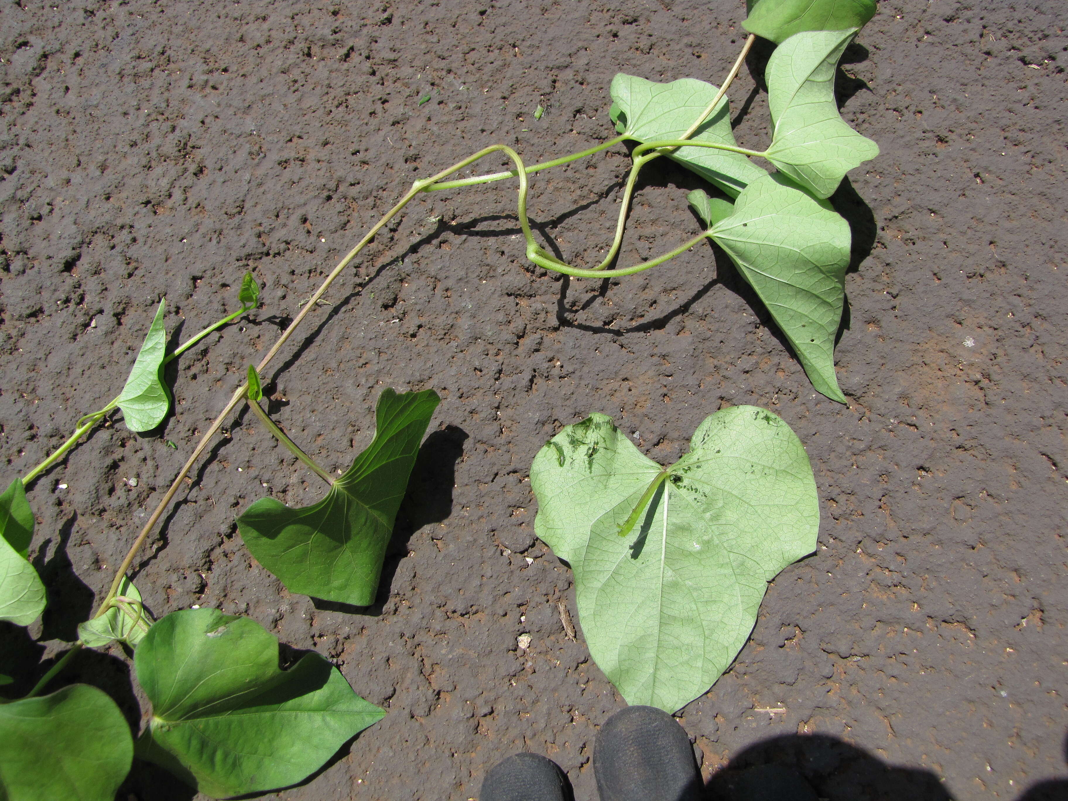 Plancia ëd Ipomoea triloba L.