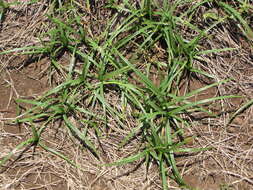 Image of nutgrass