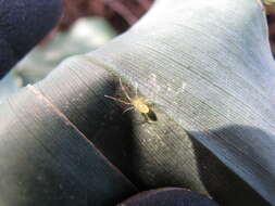 Image of Theridion grallator Simon 1900