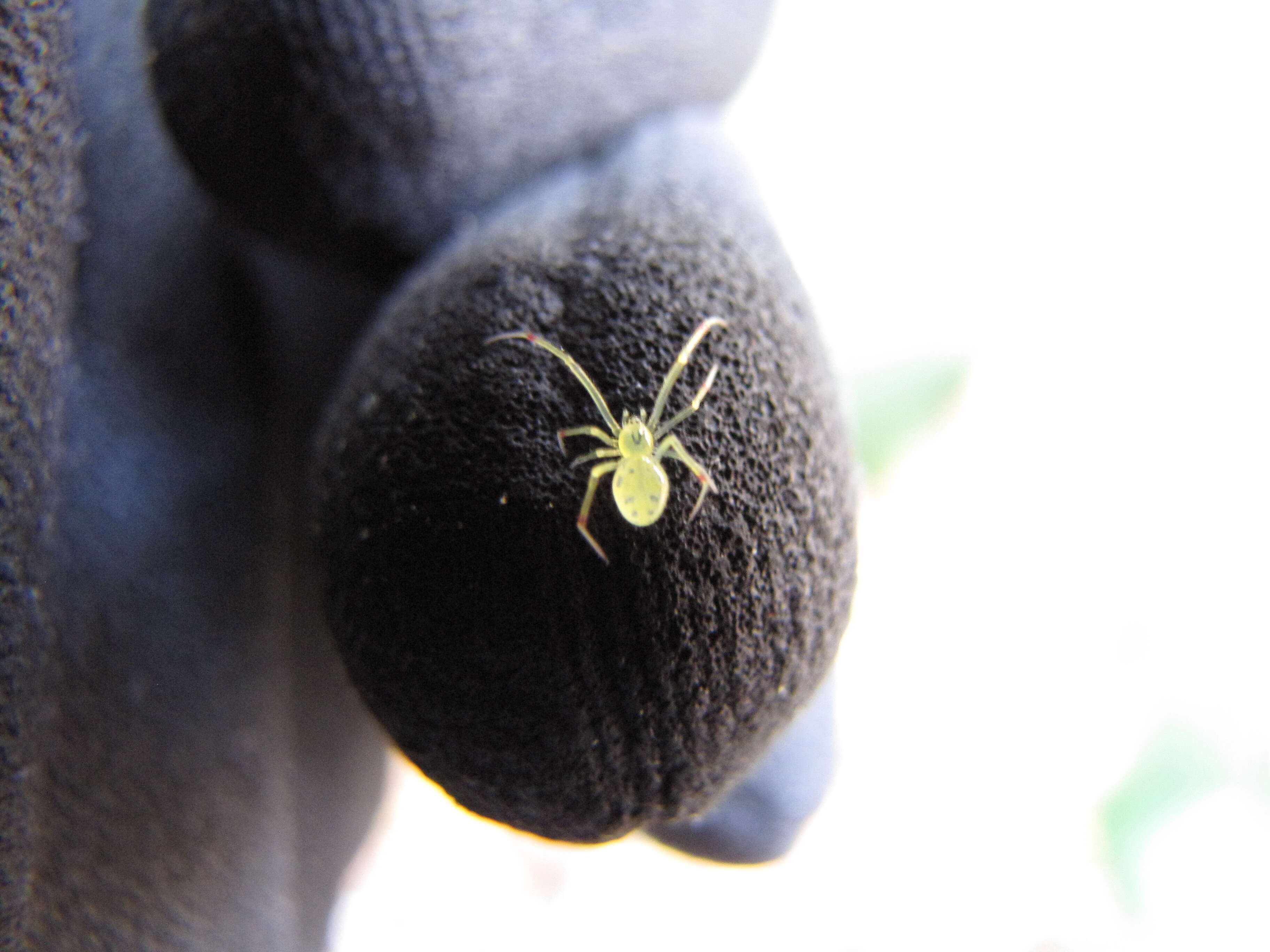 Image of Theridion grallator Simon 1900