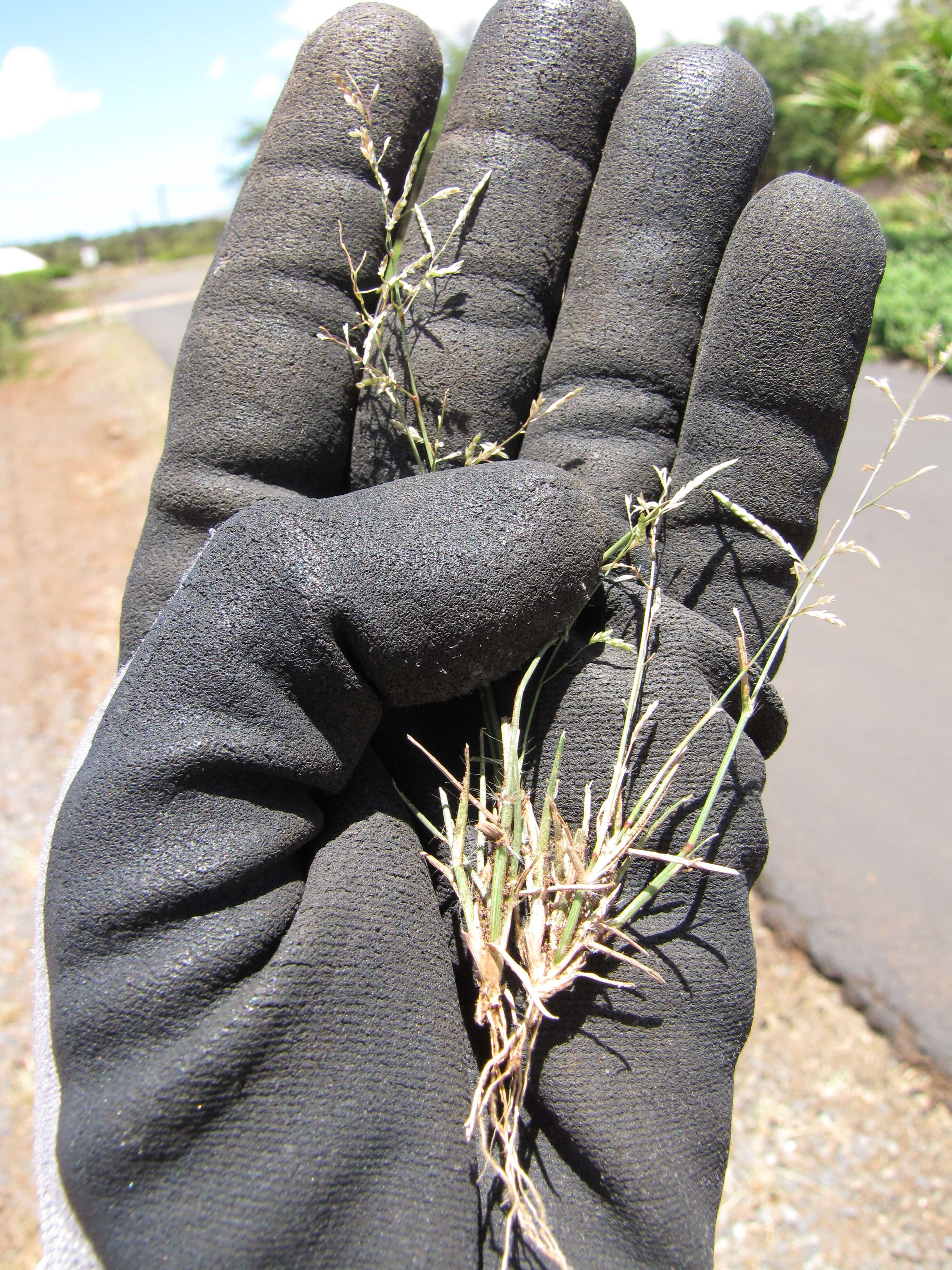 Imagem de Eragrostis cilianensis (All.) Janch.