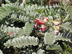 Image of Oahu riverhemp