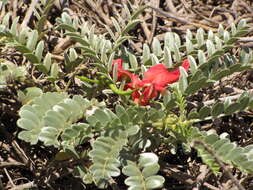 Image of Oahu riverhemp