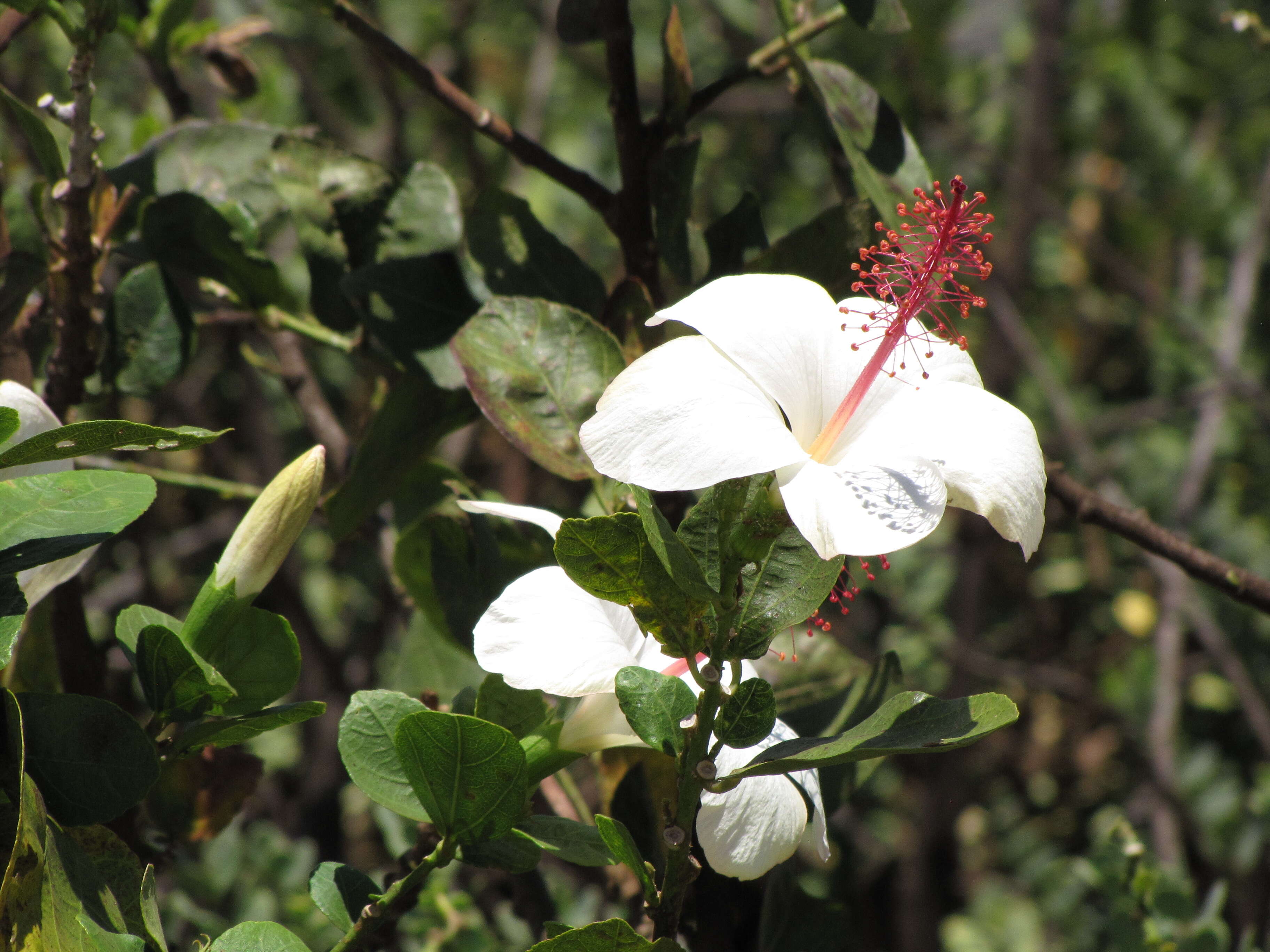 Image of white Kauai rosemallow