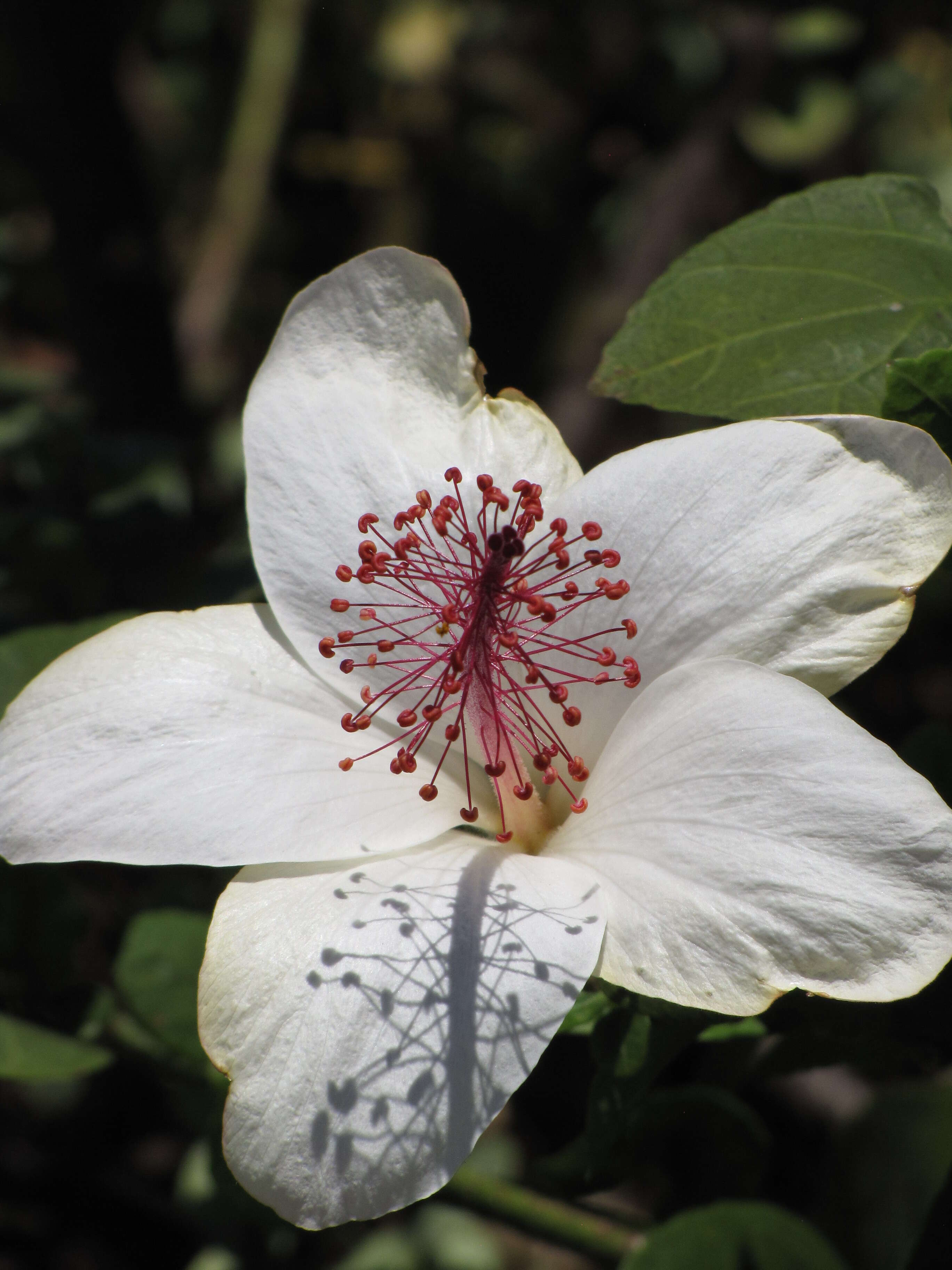 Image of white Kauai rosemallow