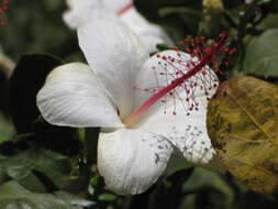 Image of white Kauai rosemallow