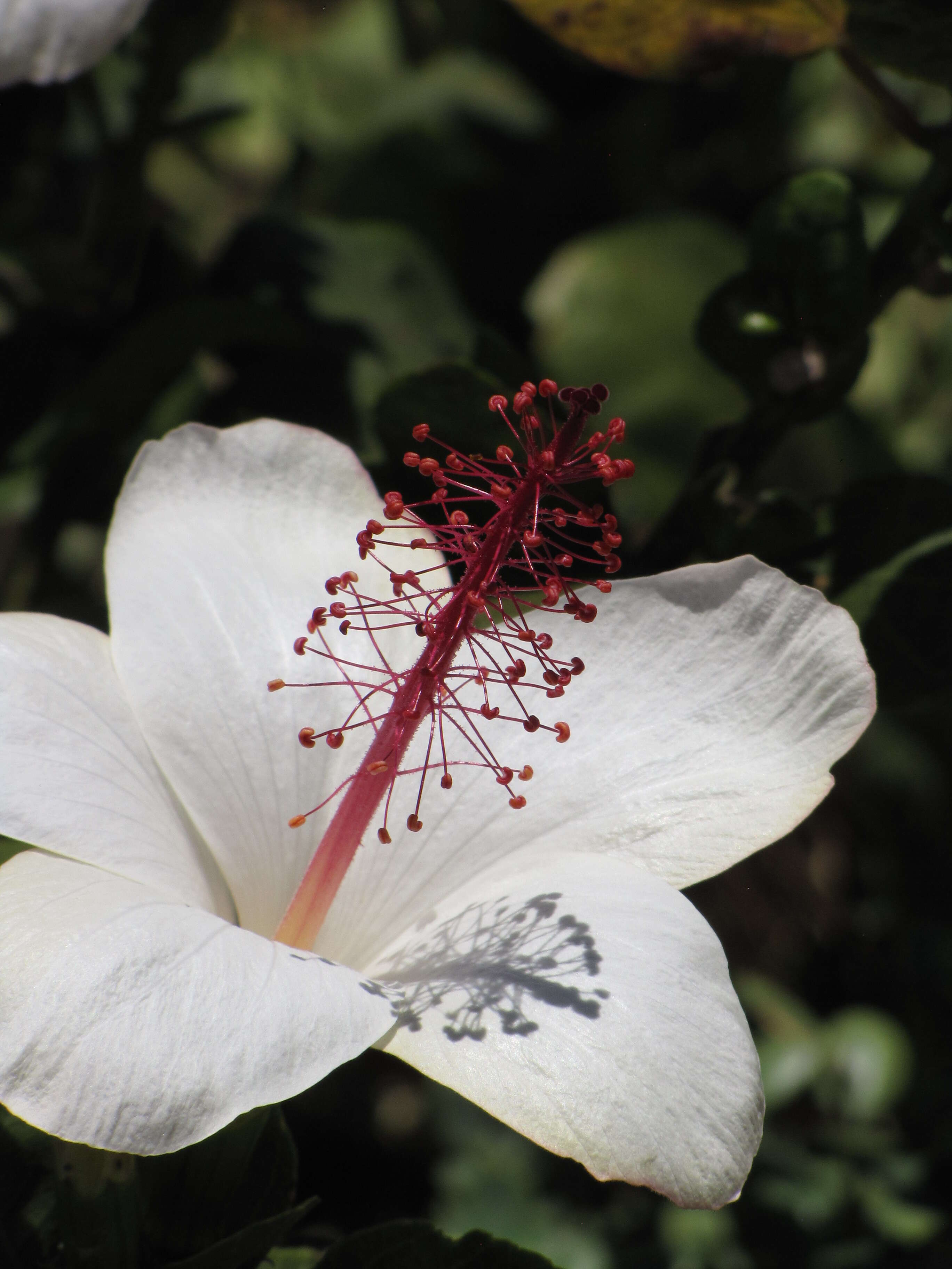 Image of white Kauai rosemallow