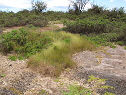 Слика од Cyperus laevigatus L.