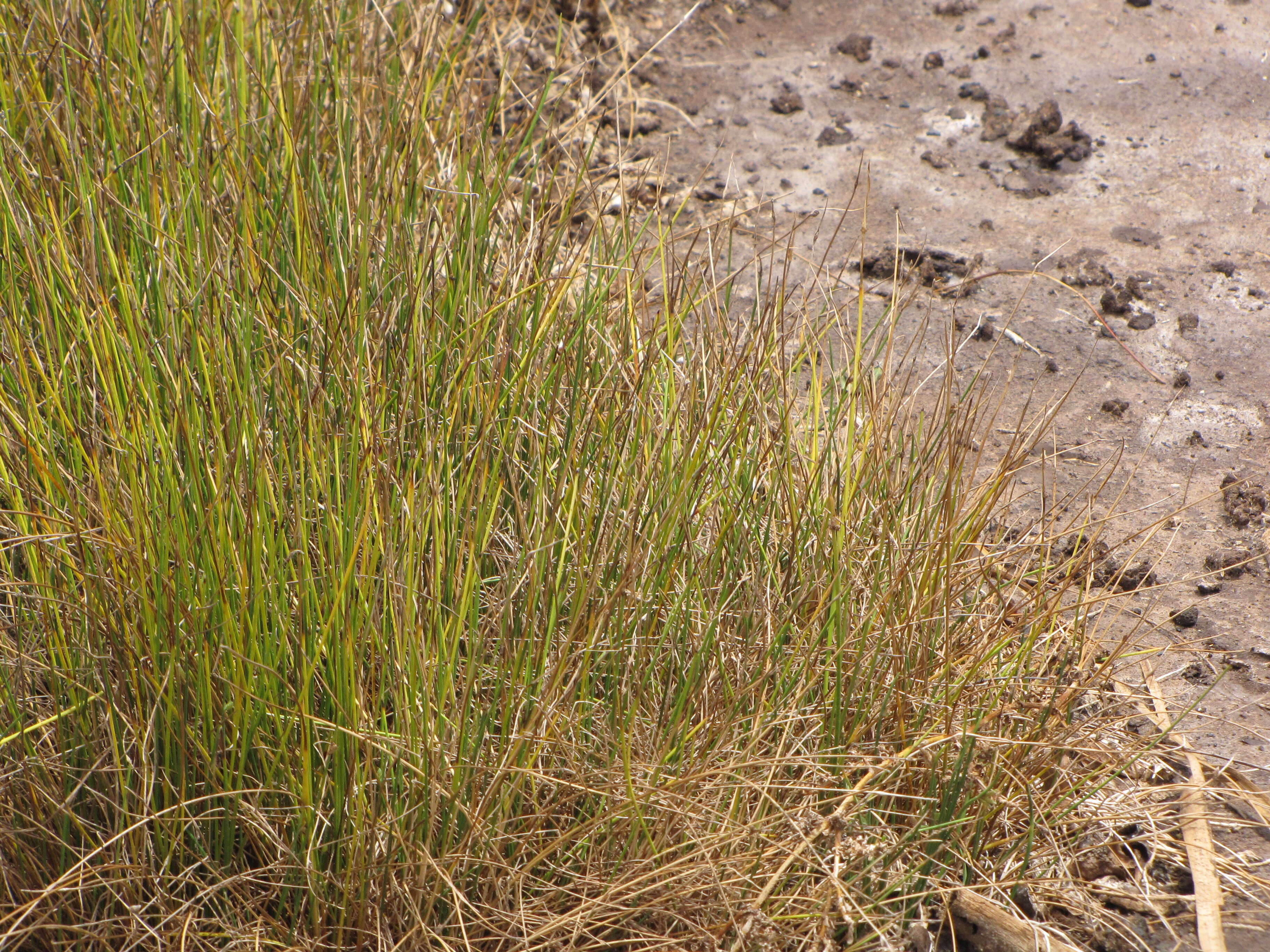 Слика од Cyperus laevigatus L.