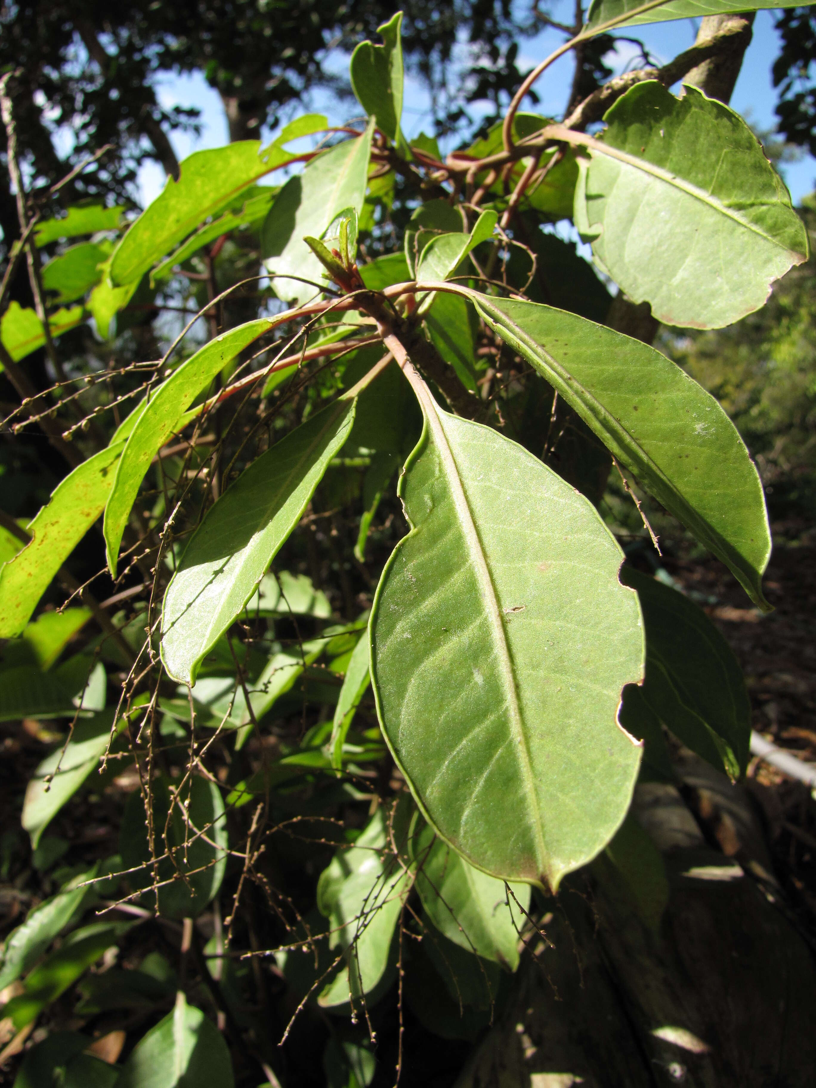 Image of broadleaf papala