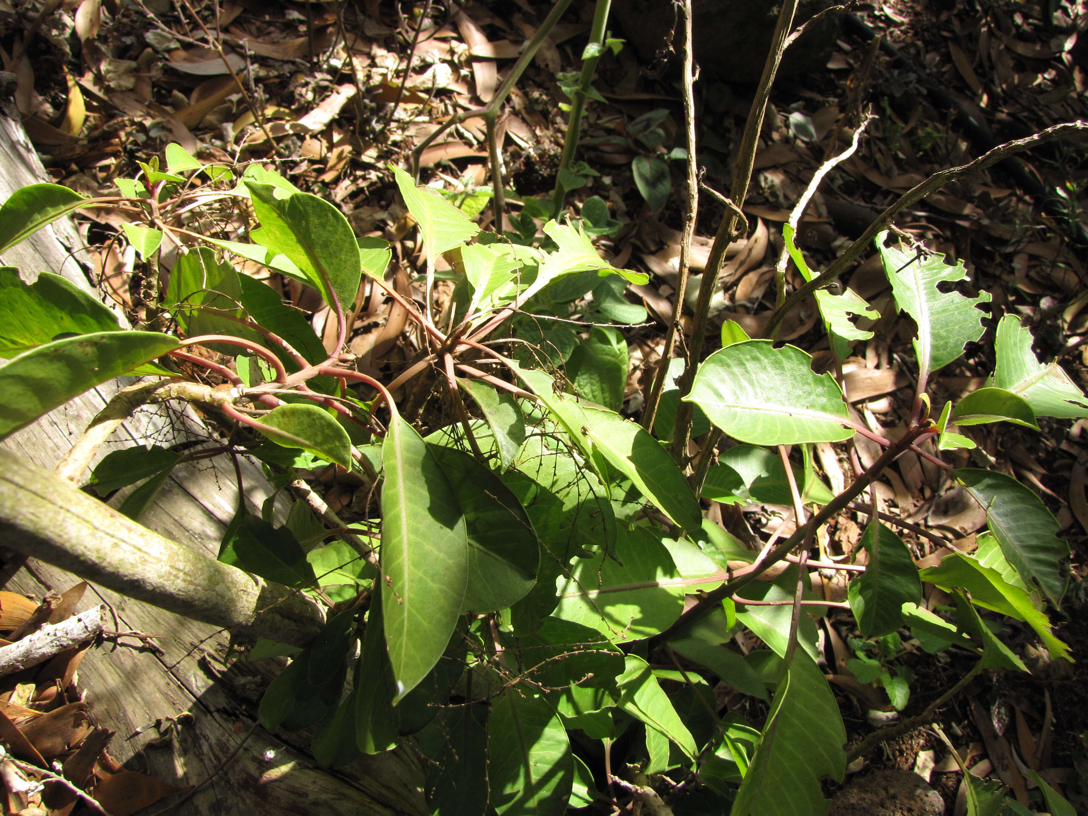 Image of broadleaf papala