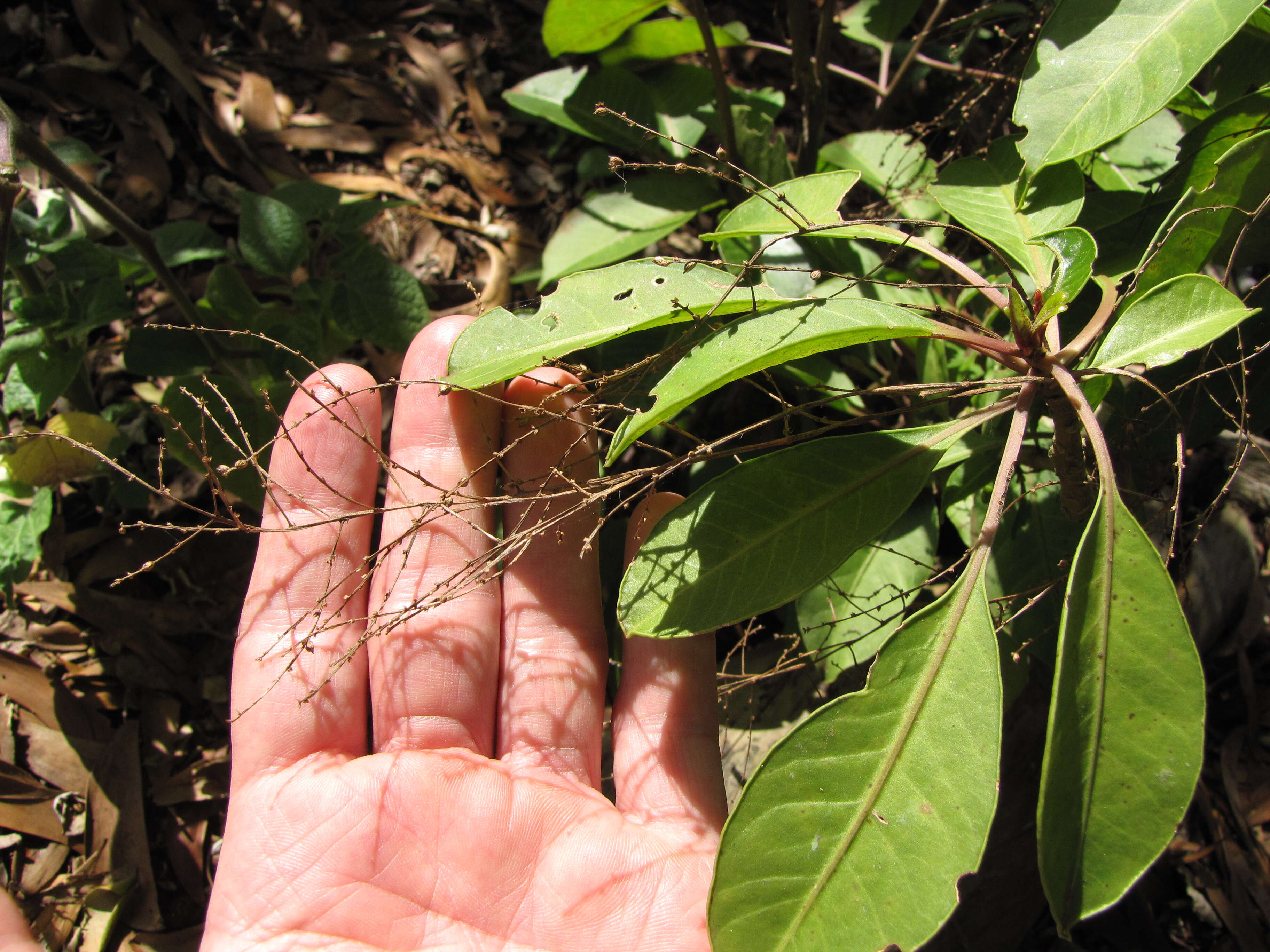 Image of broadleaf papala