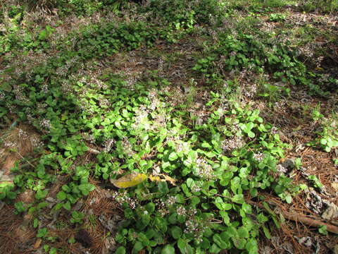 Image of Cape Province pygmyweed