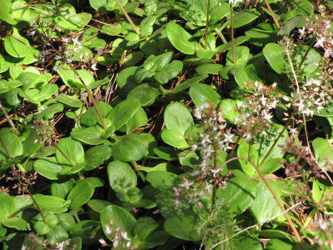 Image of Cape Province pygmyweed