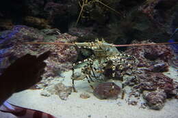 Image of Spiny Lobsters