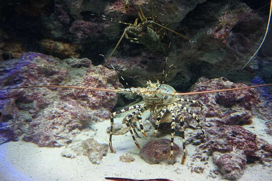 Image of Spiny Lobsters