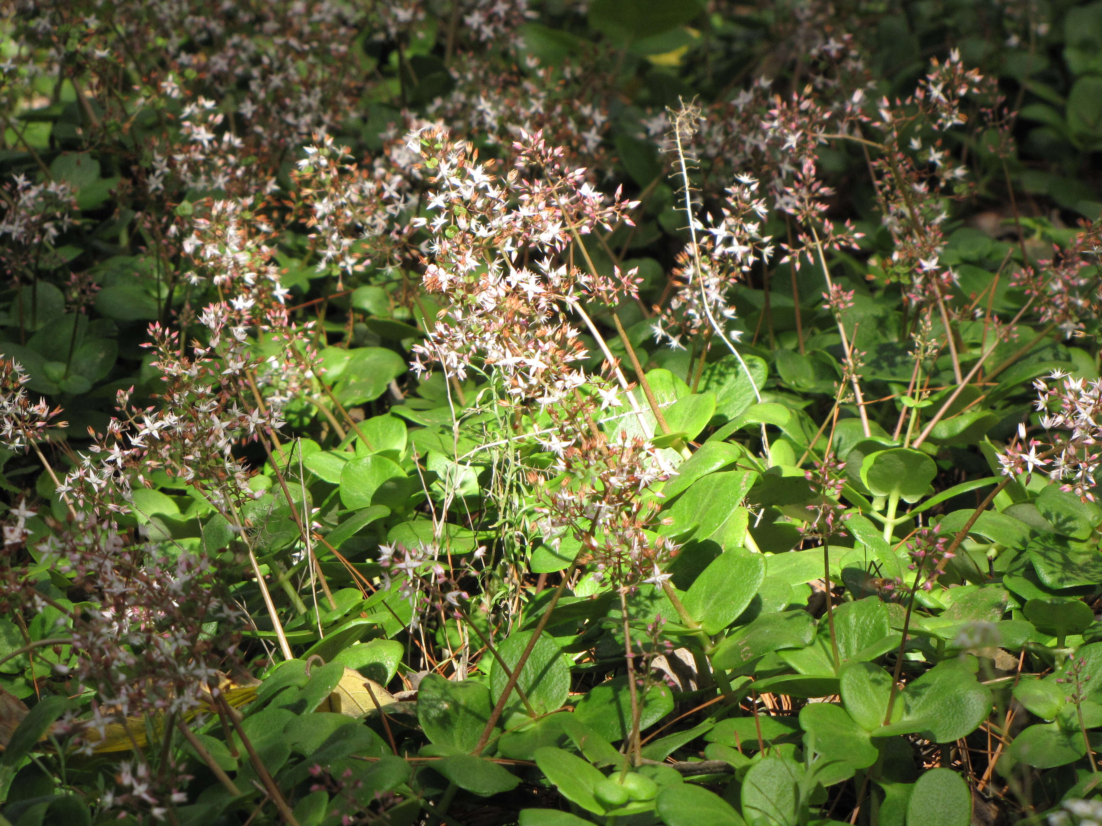 Image of Cape Province pygmyweed