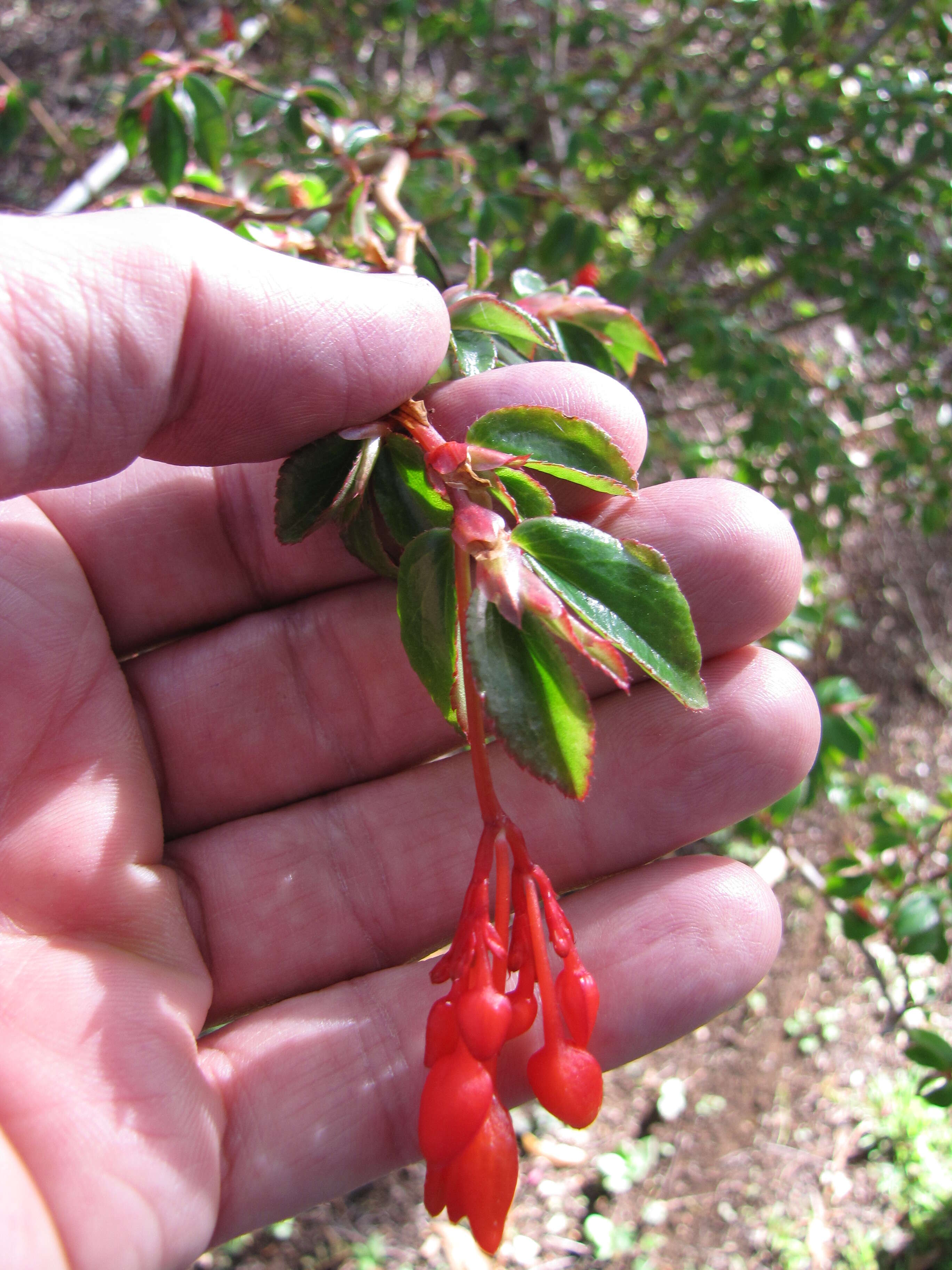 Слика од Begonia foliosa Kunth