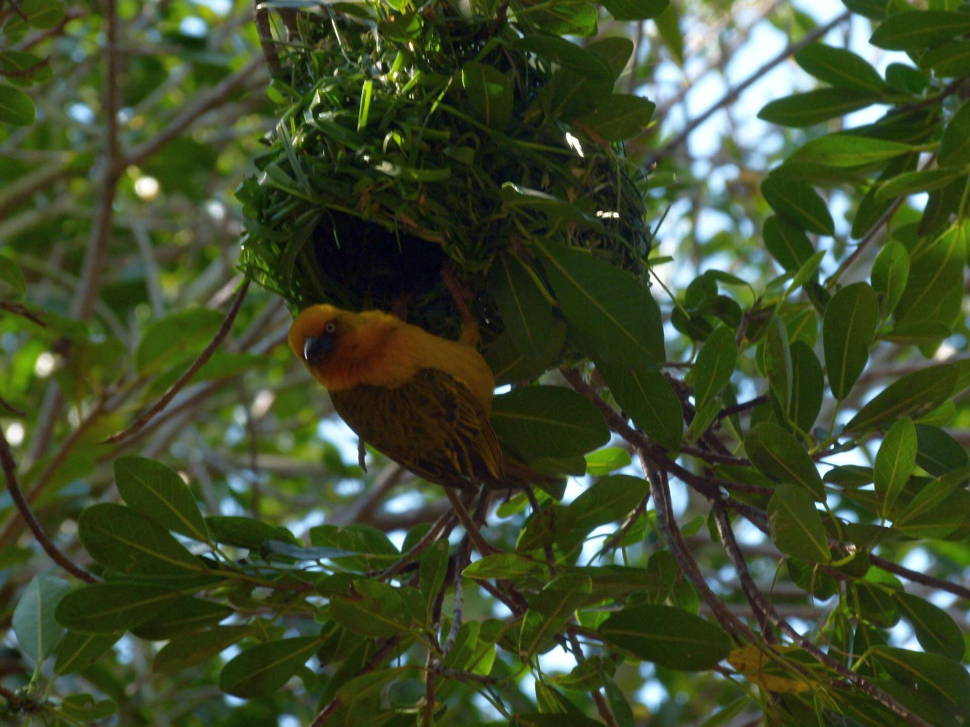 Image of Cape Weaver