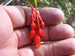 Слика од Begonia foliosa Kunth