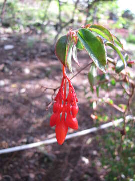 Image of fuchsia begonia