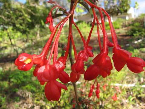 Image of fuchsia begonia