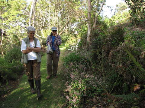 Image of Cape Province pygmyweed