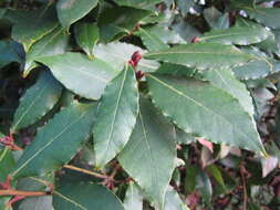 Image of Laurus Nobilis