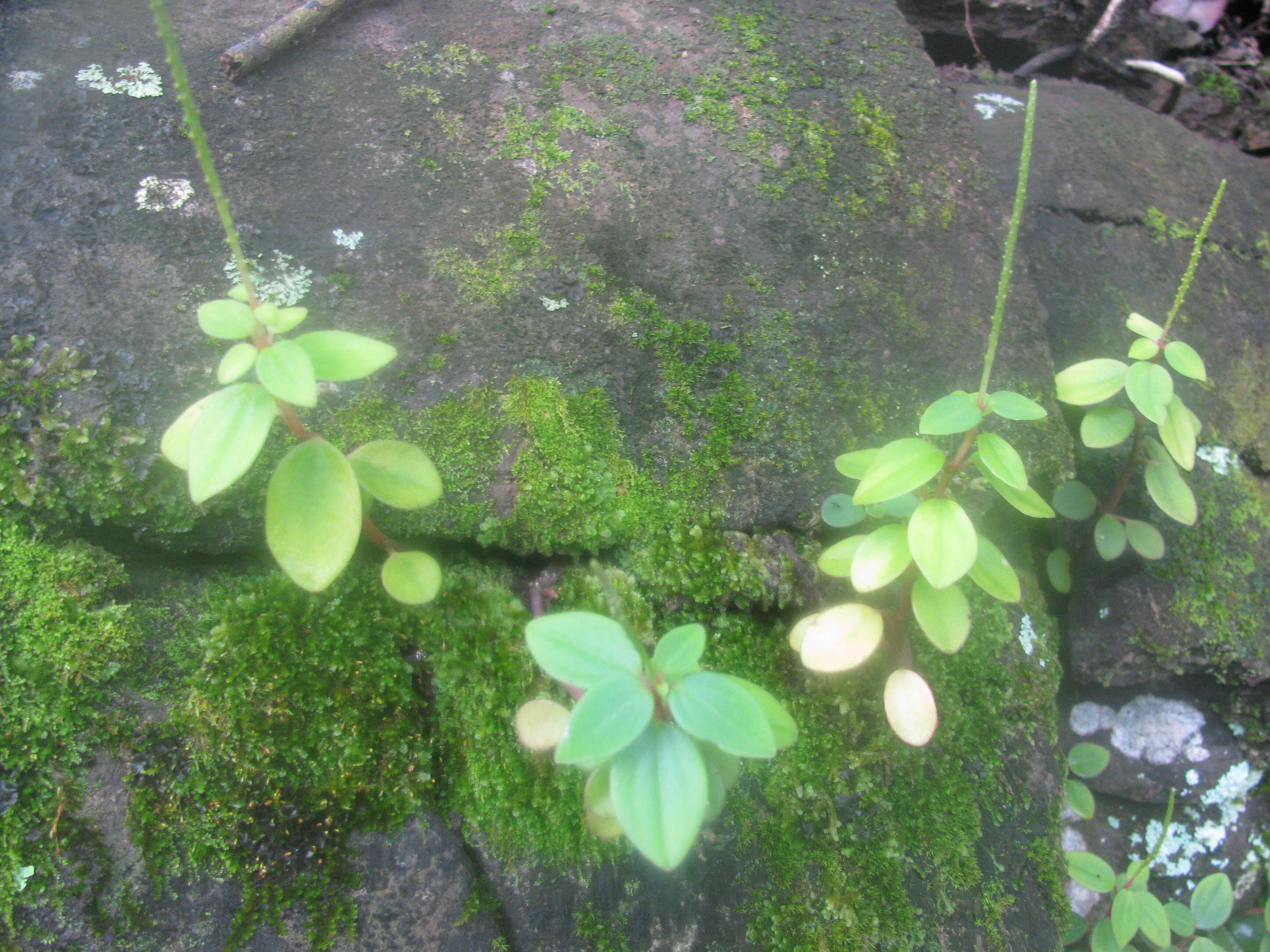 Image of arid-land peperomia